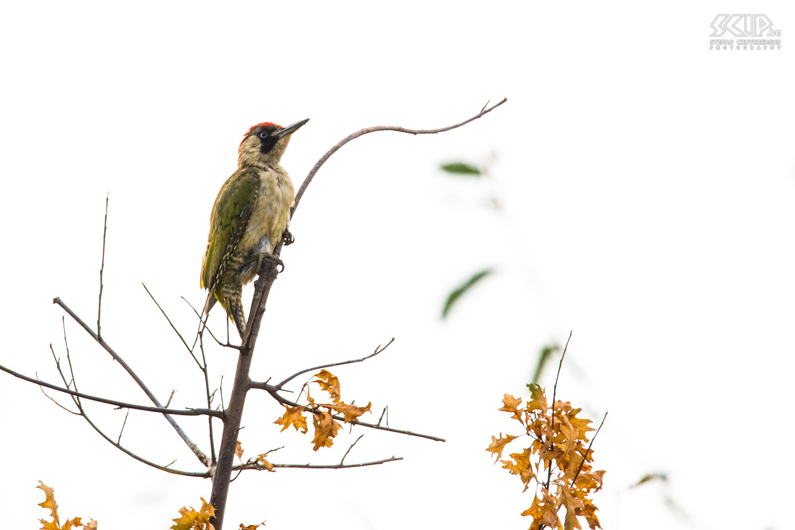 Groene specht Volwassen vrouwelijke groene specht (Green woodpecker, Picus viridis) Stefan Cruysberghs